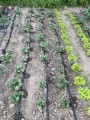 Wąż kroplujący nawadnianie kropelkowe ogrodu 25 m linia kroplująca 24 ele