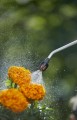 Opryskiwacz ciśnieniowy ręczny 5L regulowana lanca 3 bar uchwyt Gardena
